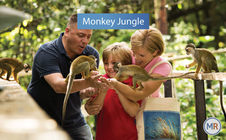 Monkey Jungle
