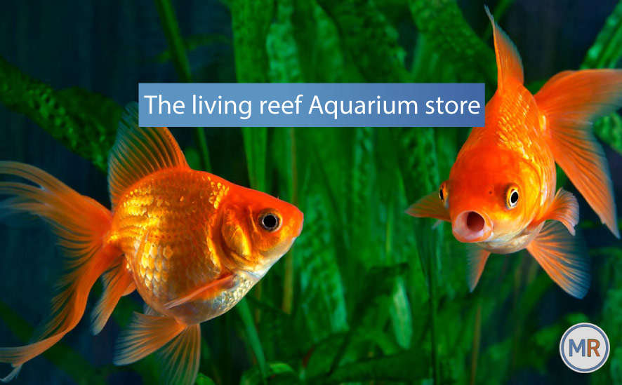 The living reef Aquarium store
