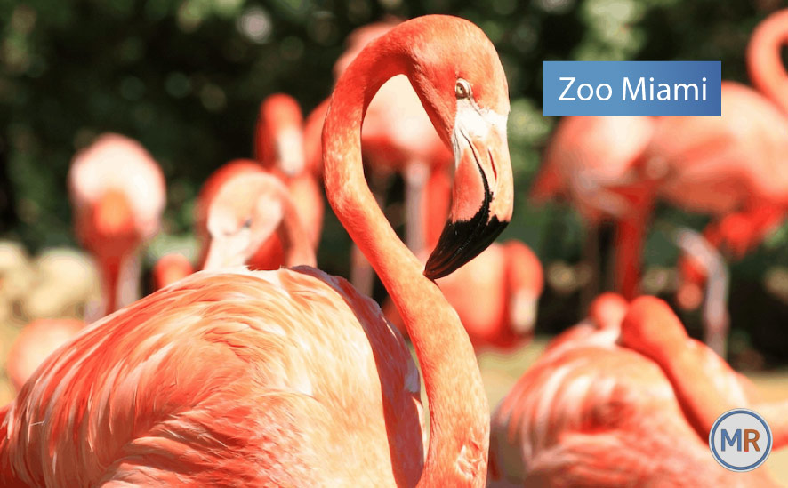 Zoo Miami
