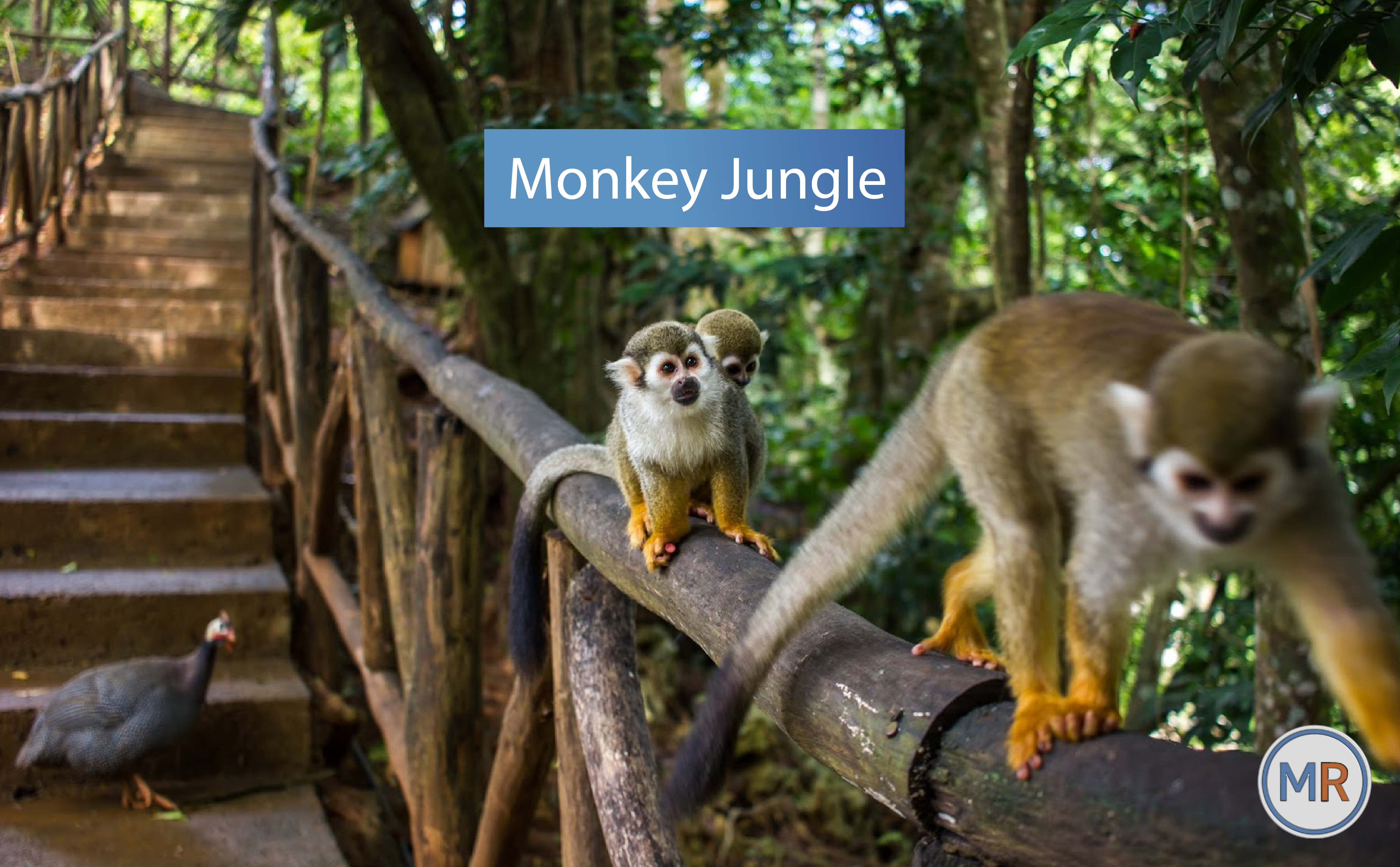 Monkey Jungle
